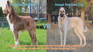Australian Shepherd vs. Kangal Shepherd Dog: A Comparison
