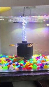 Aquarium setup|colour fishes 🐟 |cat fish|new tank |part -2|dollu bhollu