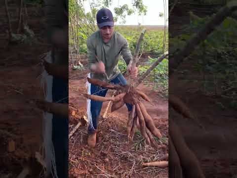Pulling Massive Cassava Roots from the Ground!