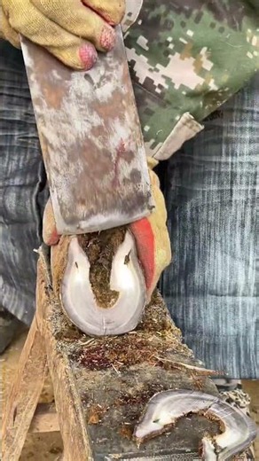 Caring for animals, trimming a donkey's hooves. The master's technique is clean and efficient.