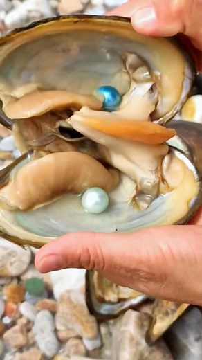 Unveiling these stunning, vibrant pearls from within a "Clam" or "Oyster" shell! Each one a unique splash of color. It's truly amazing to see nature's artistry in these "real seashells with pearls #RealSeashellsWithPearls #ColorfulPearls #PearlHunting #OceanTreasures #NatureGems #BeachFinds #Iridescent #Clams #Oyster | SocialSphere Central