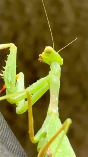 Praying mantis #bug #entomology #biology #insects #pray #praying #mantis #disease #california #wow