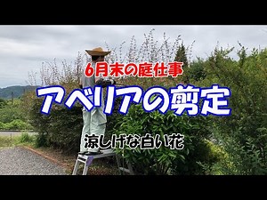 アベリアの剪定