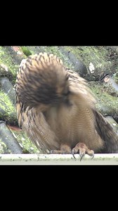 Wat een joekel, de oehoe! 🦉 Met zijn 60 tot 75 cm hoogte behoort de oehoe tot de grootste uilen ter wereld! En slaat hij zijn vleugels uit dan is de spanwijdte tussen de 160 en 188 cm: dat is de lengte van een gemiddeld mens! 😱 Hier ziet ie er eigenlijk gewoon snoezig uit, toch? Lekker zijn veren aan het poetsen. Heerlijk ontspannen om naar te kijken. Maar dat 'snoezig' kun je wel weglaten als ie honger heeft. Het is uiteindelijk gewoon een roofdier dat behalve allerhande kleinere zoogdieren z