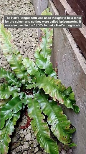 'Spleenwort' is an archaic name for the 'Hart's-tongue fern' #plants