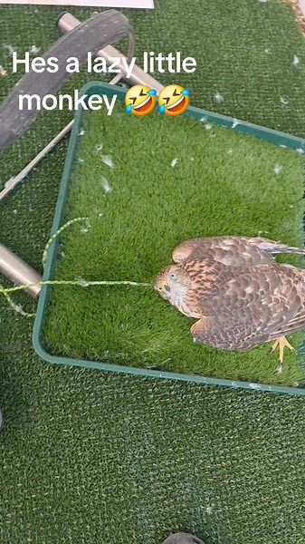 Because Seeka is only young he would be soon ready to leave the nest if he was reared by parents. So he still has a nest he loves lying in it still. As you see he is very trusting of me #bird #COUNTRYLIFE #trust #hunting #birdofprey
