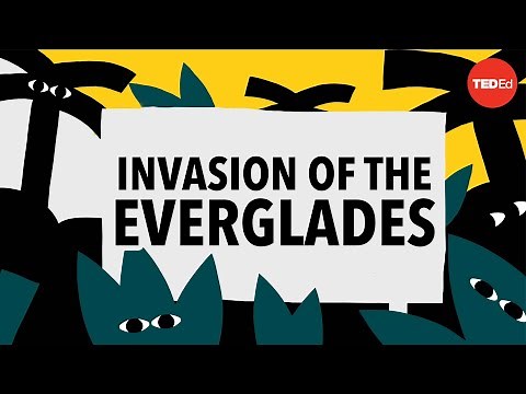Can alligators survive this apex predator? - Kenny Coogan