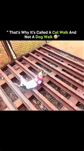 Scrolla team on Instagram‎: "1997년 개봉한 영화 Titanic은 잭과 로즈의 운명적인 사랑을 통해 비극 속에서도 오래 남는 감정의 깊이를 보여주는 작품입니다. 화려한 연출보다 인물의 감정에 더 집중한 제임스 카메론 감독의 스타일은 지금 다시 봐도 묘하게 가슴을 울리죠. 배가 침몰하는 장면이 아 닌, 두 사람이 서로를 바라보던 순간들이 더 강하게 기 억에 남는 영화이기도 합니다. 이 감정을 완성해주는 곡이 바로 셀린 디온의 *”My Heart Will Go On”*입니다. 처음 들으면 잔잔한데, 어느 순간 자연스럽게 가슴이 벅차오르는 느낌을 줍니 다. 특히 후반부의 고조되는 보컬은 영화 속 잭과 로즈어느 순간 자연스럽게 가슴이 벅찬오르는 느낌을 줍니 다. 특히 후단부의 고조되는 보컬은 영화 쏙 잭과 로즈 의 마지막 장면과 겹쳐지면서 괜히 마음이 서늘해지기 도 하고요. 많은 분들이 “이 노래가 나오면 왜 그 장면 이 자동으로 떠오르는지 모르겠다”고 말하는데, 