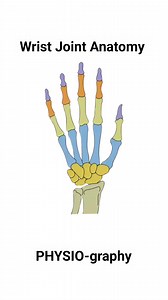 20K views · 533 reactions | Wrist Joint Anatomy | PHYSIO-graphy | Facebook