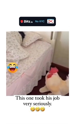 𝙎𝙪𝙥𝙚𝙧 𝘾𝙖𝙧 𝙑8 on Instagram: ""The Ultimate Morning Alarm" Forget about snooze buttons or gentle smartphone melodies. This feathery alarm clock is here to make sure you never miss a morning meeting again! 🐓 The video shows a very determined rooster strutting with purpose through a house, heading straight for the bedroom. There is no hesitation in his step as he navigates the hallway like a man on a mission. Once he rea