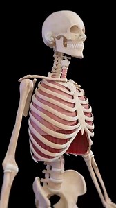 *1️⃣Hii ndio framework/nguzo msing ya mtu mifupa ilindwe kwa gharama yoyote* *Madini ya Calcium yazingatiwe kwa mtoto na mtu mzee ,na mwenye matege* *✨Jitahid kula* *dagaa,samaki,maziwa nk Cha msing Zingatia kula kwa afya na zaid shauriana na Dr wako yoyote atakusaidia* #viral | Drjustine9 | Facebook