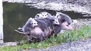 #Possum mom carrying her babies | Now Science News