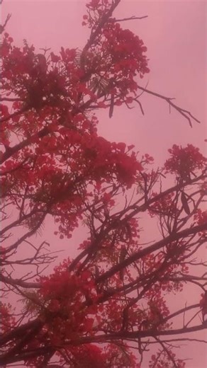 mystical gulmohar at dusk....#dusk #gulmohar #nature #tree