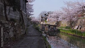 Omihachiman moat in Spring, Sakura blooming over historic path