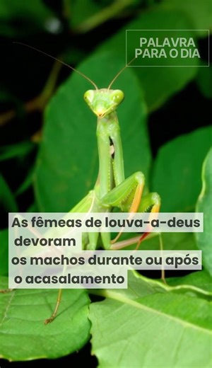 As fêmeas de louva-a-deus têm fama de transformar acasalamento em um verdadeiro “risco de vida”.