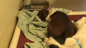 5.1K views · 174 reactions | #A1488554 14 years old! Status: RED -...