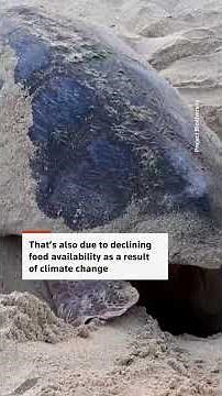 Sea turtles nest early as waters warm