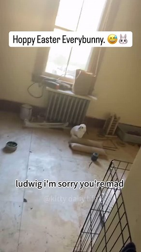 16K reactions · 22 shares | Hoppy Easter Everybunny. . . . . . . . #happyeaster #easterbunny #bunnies #funnybunny #funnyanimals #silly #fun #Easter | Organizedandsimplified4u | Facebook