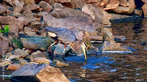 Exceptional slow motion wildlife footage of great blue heron catching and eating a fish. Watch how hard that little fish fights for dear life as it goes down his long throat.