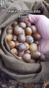 How to Process and Eat Acorns! #foraging #plants #acorns #acornflour | Son of a Bear Herbs