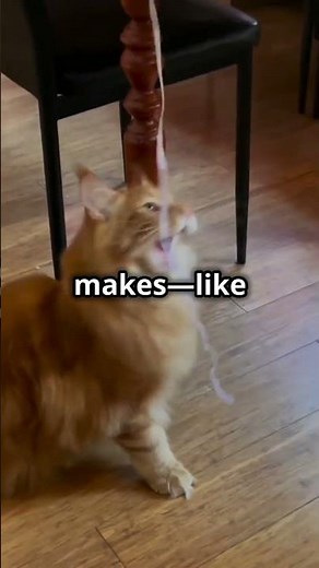 Why Do Cats Push Things Off Tables?