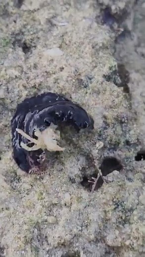 A marine flatworm with its crab prey at low tide. (Video credit to Kurt Cabahug)