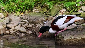 The common shelduck, Tadorna tadorna is a waterfowl species of the shelduck genus, Tadorna.
