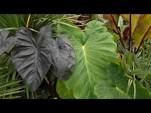 A guide to growing Colocasia in colder climates. Elephant Ears.