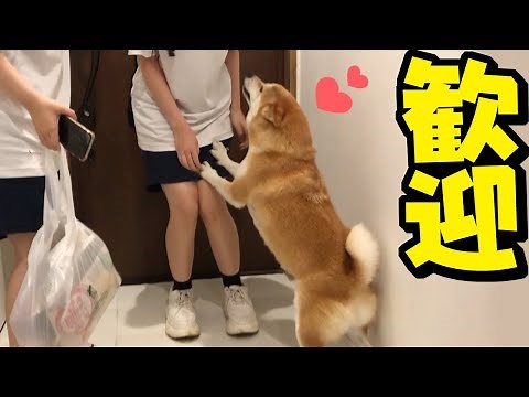Chikuwa the Shiba Inu is super excited when his daughter's friend comes to stay... and finally wa...