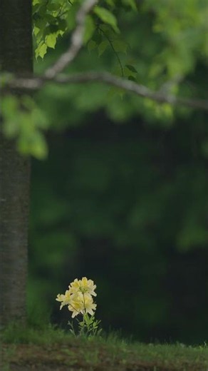 The lotus flower that spoke to me this morning｜今朝語り掛けてきた蓮華