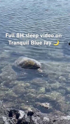 Sea turtle in lava rock waves 🐢🌊 Full 8H sleep video on Tranquil Blue Jay