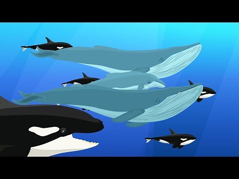 A Large Orca Pod Tries To Hunt A Blue Whale Family