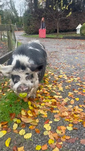 FUGITIVE PIG 🚨 Sometimes apples are just too damn good to share 🤣 Beano is available for Virtual Adoption - each certificate helps us rescue more pigs ❤️❤️❤️ https://www.mylovelyhorserescue.com/virtual-adoption---pigs.html | My Lovely Pig Rescue