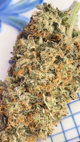 A large Panama Red alt sol bud