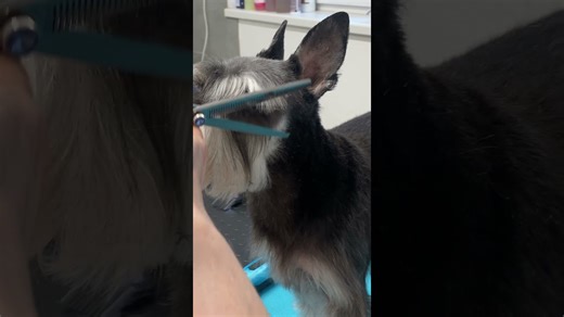How to trim schnauzer head