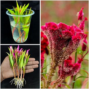 25K views · 185 reactions | Magical way to grow cockscomb flower at home || How to grow cockscomb flower | Rana Craft | Facebook