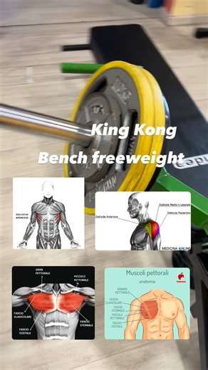 OFFICE PERSONAL TRAINER on Instagram: "La bench press King Kong convergente consente di sfruttare l’intero movimento articolare in asse, grazie a un triplo vettore di lavoro su spalle, petto e tricipiti. L’esercizio stimola in modo completo la muscolatura pettorale attraverso l’interazione sinergica tra spalle e tricipiti, con il grande dentato che svolge un ruolo chiave di stabilizzazione. Il progetto biomeccanico del Prog. Brachelente applicato alla King Kong Bench Press è orientato allo svilu