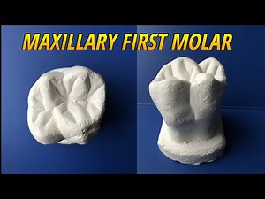 Carving of Maxillary First Molar (Tooth Morphology)