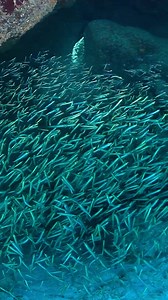 A shimmering school of silver fish swimming in sun rays to get you through the week! ☀️🐟 Video by Kip Evans | Mission Blue