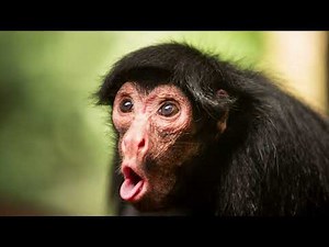 Monkey scream (chimpanzee) | sound effect | all sounds | HQ
