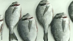 fish farm, fish factory, frozen fish, processing fish, lots of sea bass, fish factory process, lots of frozen fish at the factory, sea bass