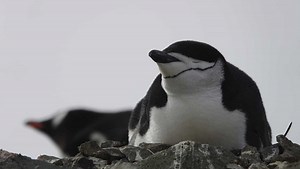 Penguin parents sleep for just a few seconds at a time to guard newborns, study shows