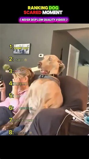 Ranking the Funniest Dog Scared Moments😂