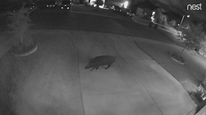 Wild hogs taking over a northwest-side neighborhood causing thousands in damages