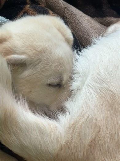 Simba aur Oscar #simba #oscar #labrador #dog #masti #life #trending #travel #vlog #shorts #video #up