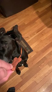 Being a part time bachelor, living with a full time bachelorette, we sometimes forget our manners. Ellie—sometimes called Hellie (when acting out), Ellie Fitzgerald (when being vocal), and Ellie May (when being cute)—forgets her manners when the biscuits come out. The normal biscuit delivery methods are high tosses, from across the room. I can rapid fire up to eight of the tiniest Milk Bones from quite a distance. Ellie doesn’t miss, much. Since the G-daughter will soon be a biscuit liaison to t