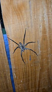This cupiennius mm found me! | Spider Shoppe