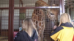 63K views · 1.2K reactions | Here's a little recap video of the Stallion Showcase. Thank you to all who attended! Thank you Danielle Long for the great video! | Highpoint Barrel Horses | Facebook