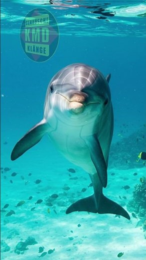 Geräusch des Delfins – Stimme der Meere – TIERGERÄUSCHE 🐬