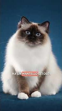 5 CHARACTERISTICS of the Birman cat 🤍